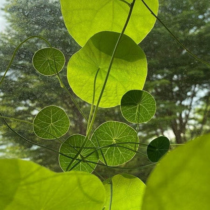 Caudexo™️Stephania Erecta Plant (Pack of 2)